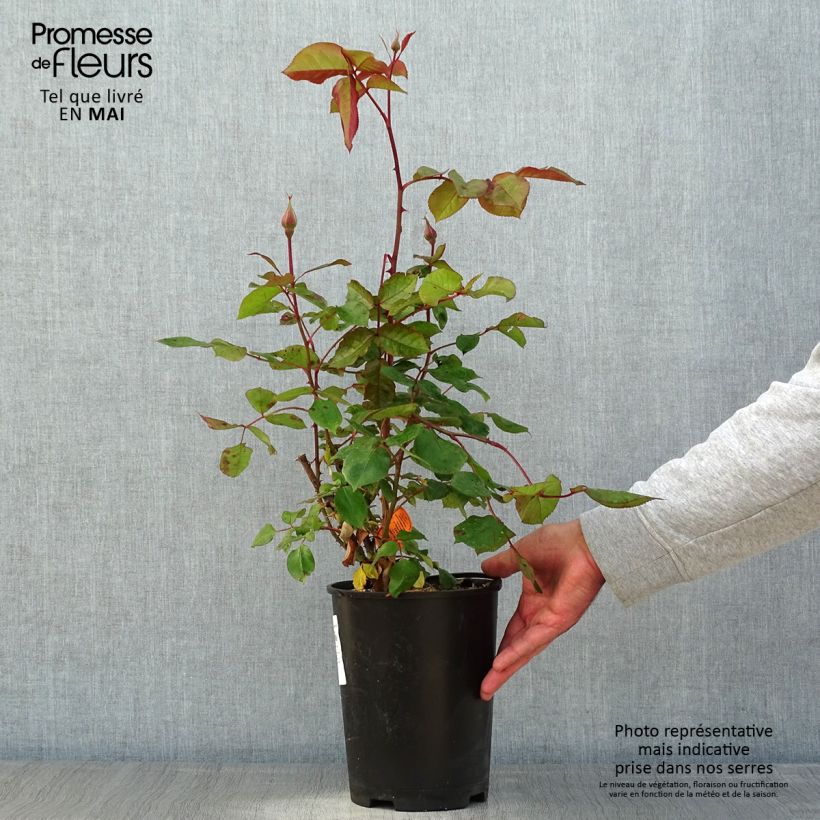 Exemplar von Rosa Jazz Festival - Beetrose Topf mit 4L/5L wie im Frühjahr geliefert