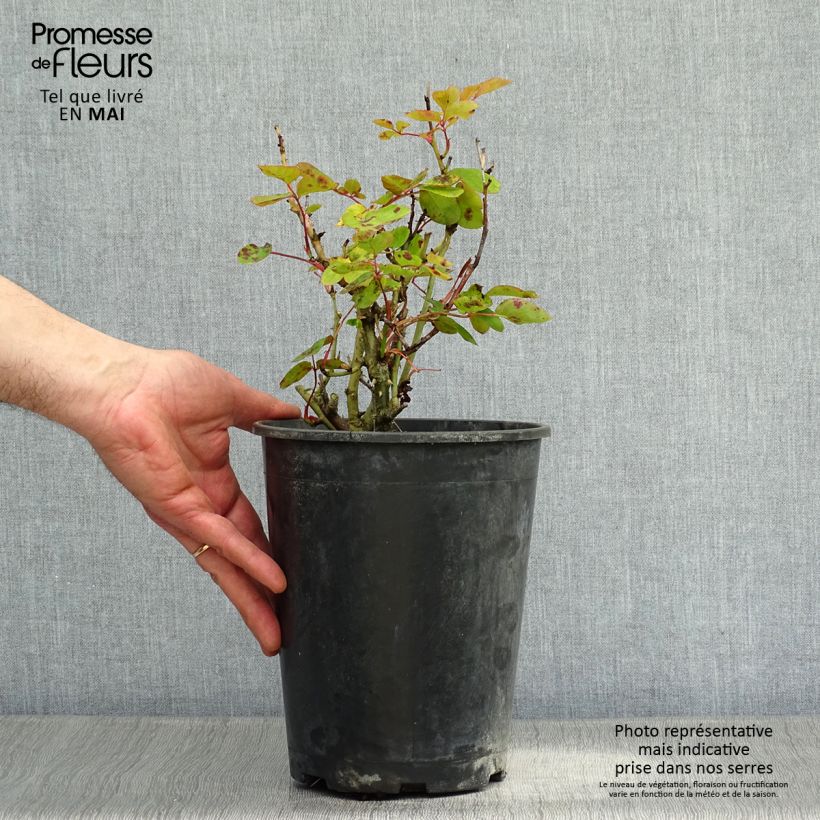 Example of Rosa Lili Marleen - Beetrose Topf mit 4L/5L as you get in printemps