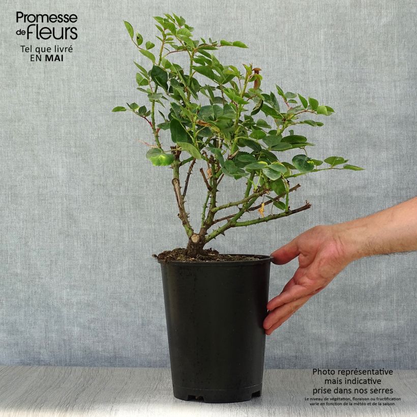 Exemplar von Rosa Love Song - Beetrose Topf mit 4L/5L wie im Frühjahr geliefert