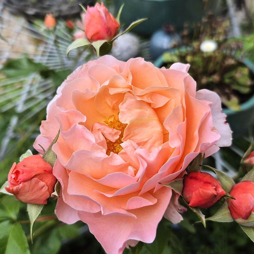 Rosa Marie Curie - Beetrose (Flowering)