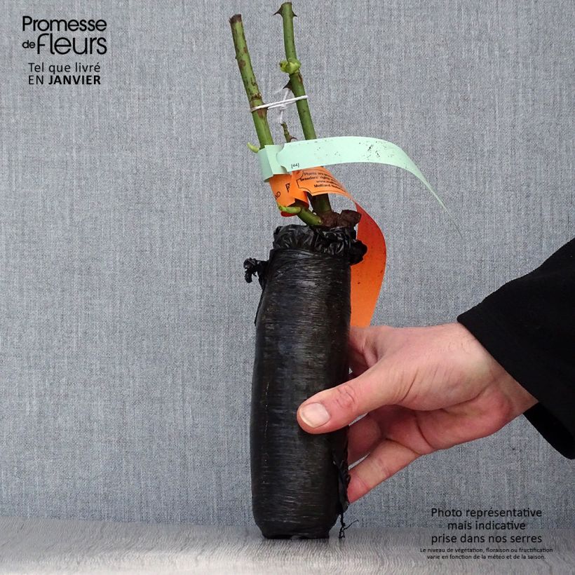 Example of Rosa Marie Curie - Beetrose Wurzelnackt in Beutel as you get in hiver