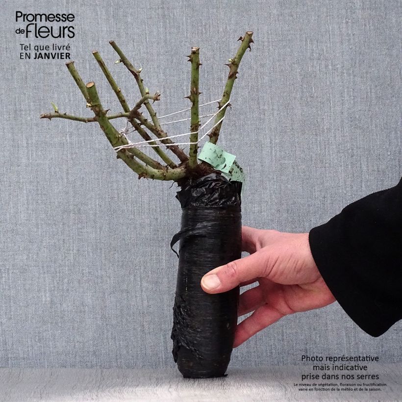 Example of Rosa Oranges and Lemons - Beetrose Wurzelnackt in Beutel as you get in hiver