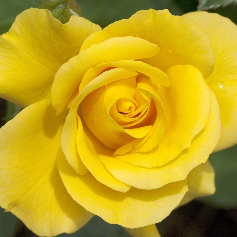 Rosa Picnic - Beetrose (Blüte)