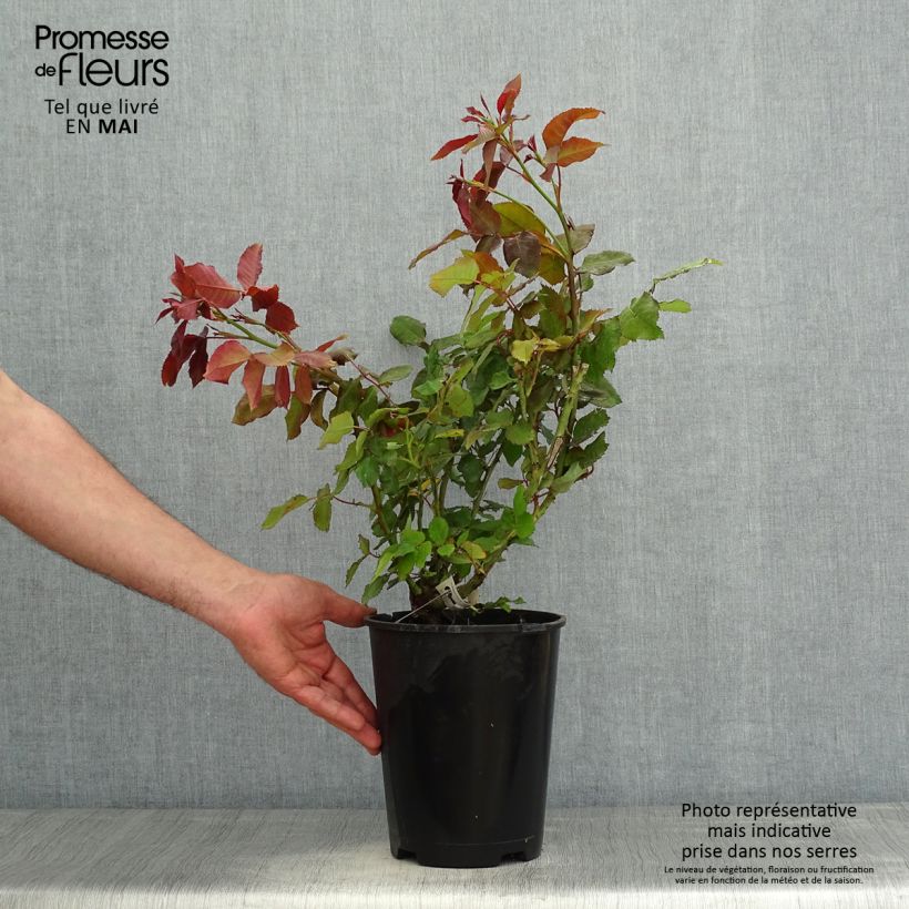 Example of Rosa Quinte Flush - Beetrose Topf mit 4L/5L as you get in printemps