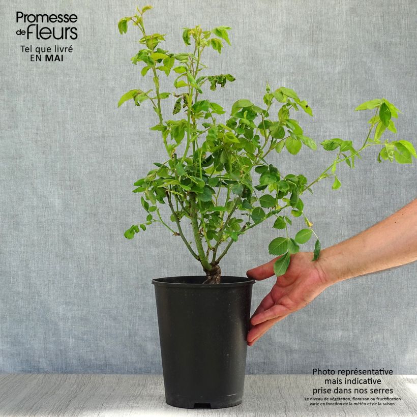 Example of Rosa Rhapsody In Blue - Beetrose Topf mit 4L/5L as you get in printemps