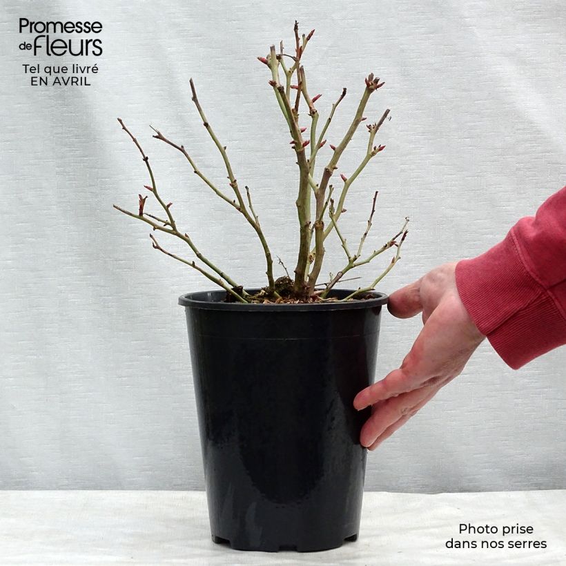 Example of Rosa Schöne Koblenzerin - Beetrose Topf mit 2L/3L as you get in printemps