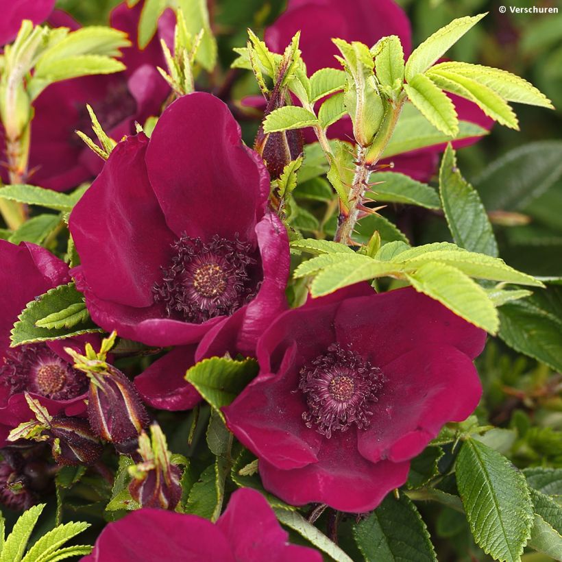 Rosa rugosa Strandperle - Apfelrose (Blüte)
