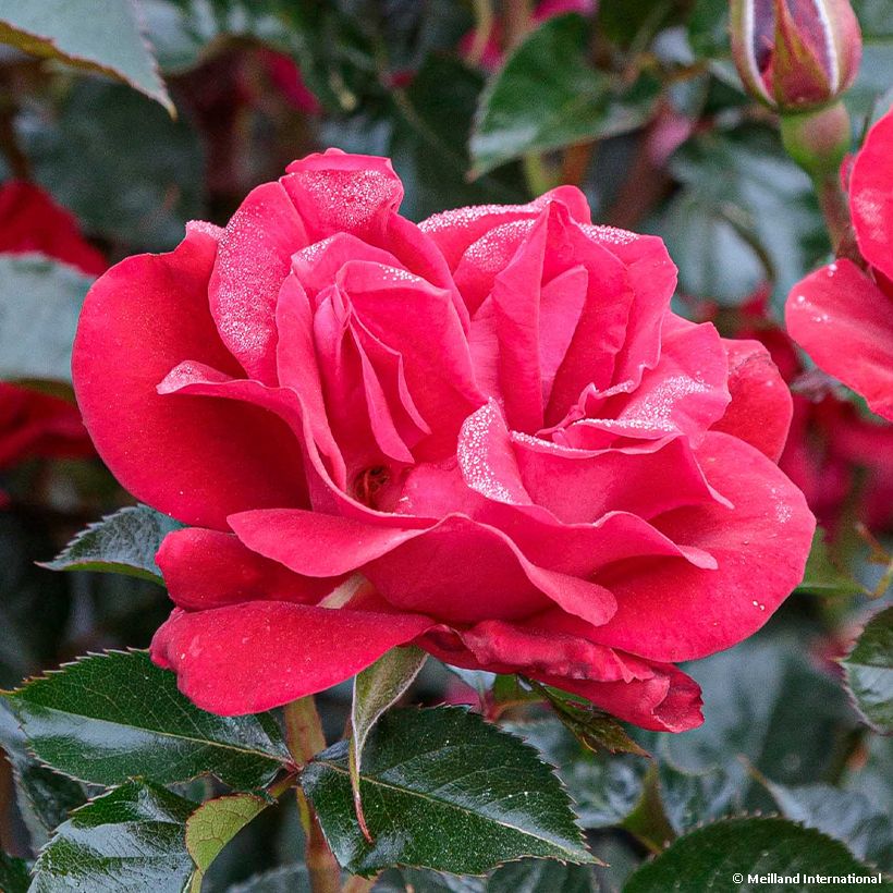 Rosa Summer Sangria 'Meizilena' - Beetrose (Flowering)