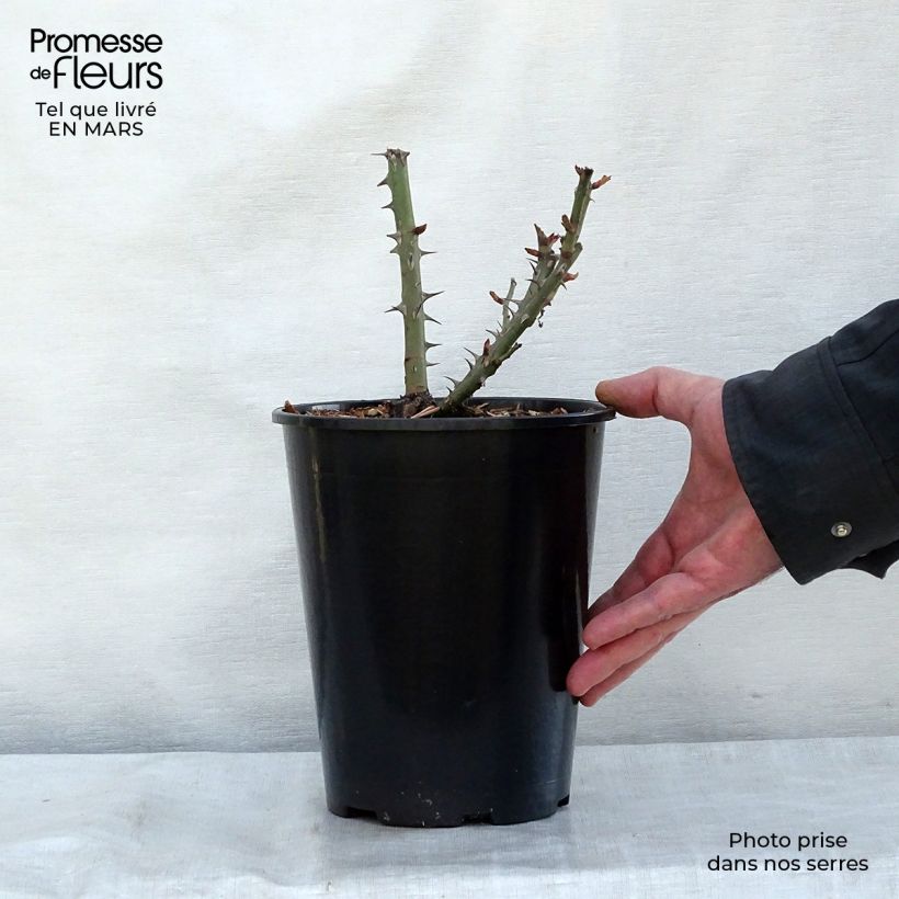 Example of Rosa Summer of Love - Beetrose Topf mit 2L/3L as you get in printemps