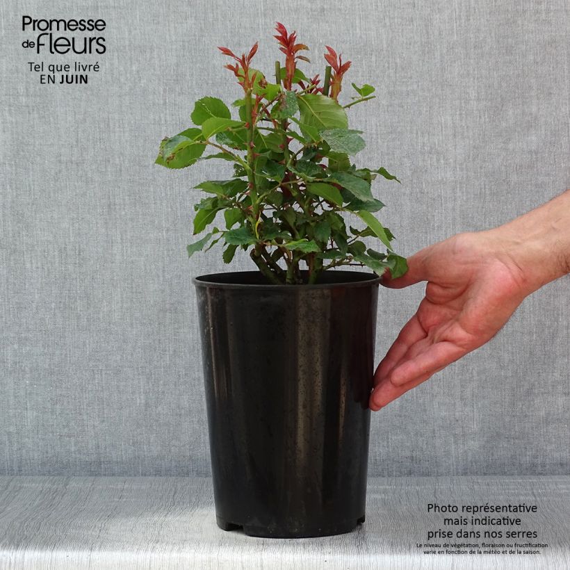 Exemplar von Rosa polyantha Tobago - Beetrose Topf mit 4L/5L wie im Frühjahr geliefert