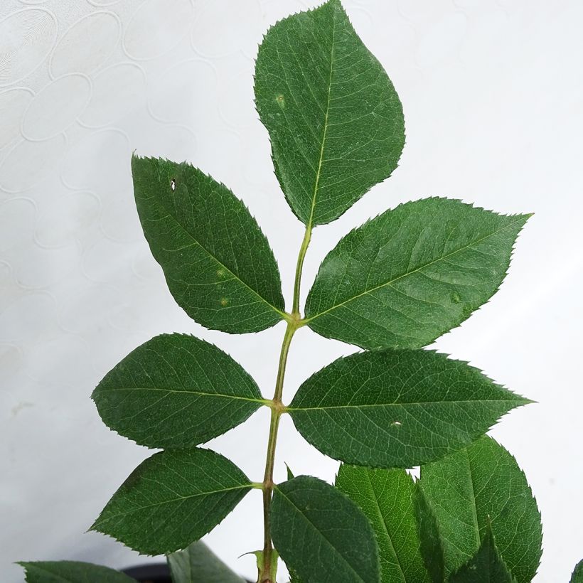 Rosa Ville de Saumur - Beetrose (Foliage)