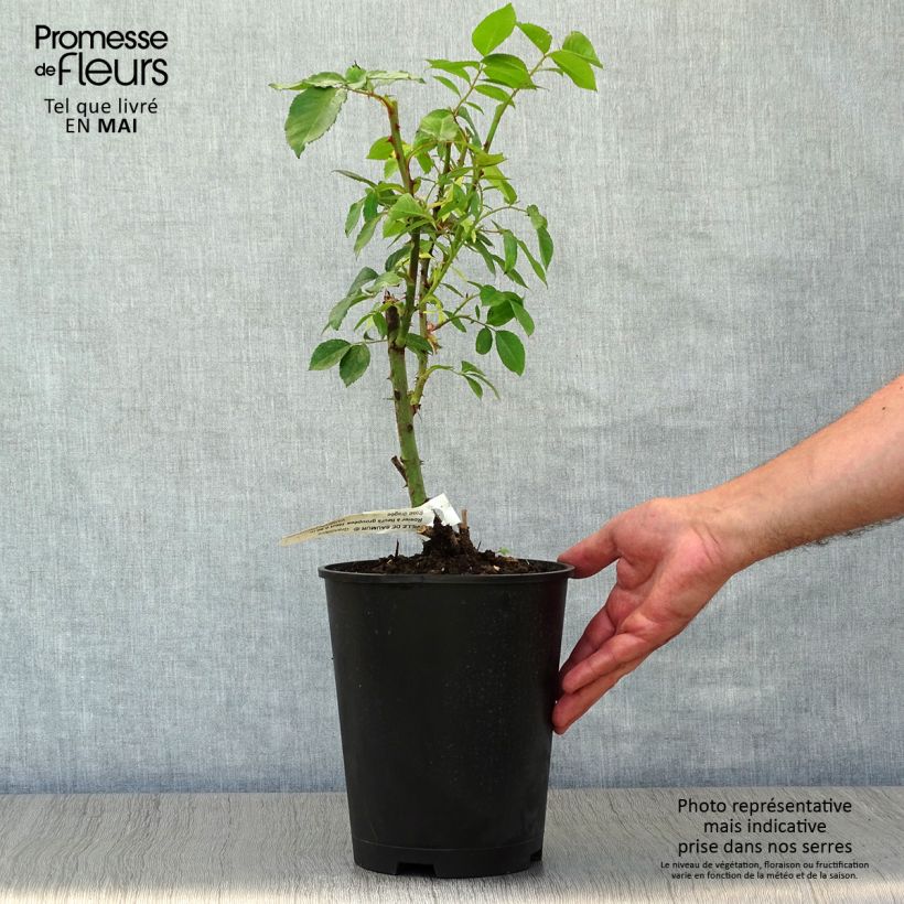 Example of Rosa Ville de Saumur - Beetrose Topf mit 4L/5L as you get in printemps