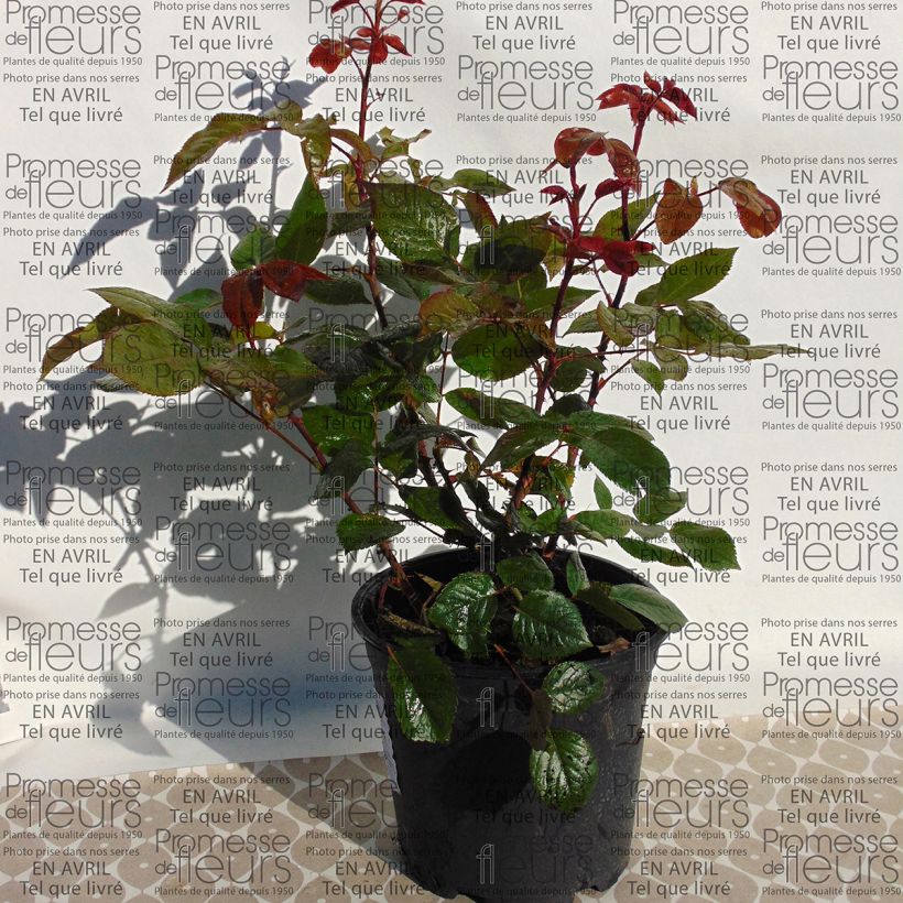 Beispiel eines Exemplars von Rosa Wedding Bells - Edelrose Topf mit 4L/5L wie geliefert