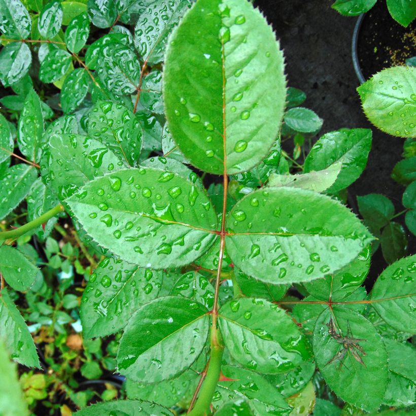 Rosa Abbaye de Cluny - Edelrose (Foliage)