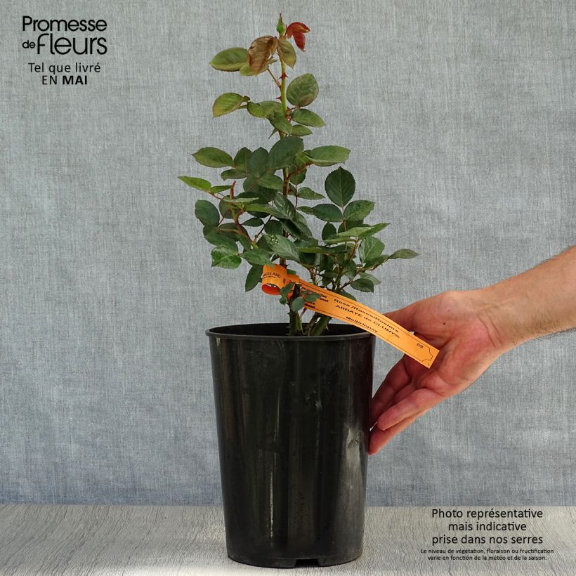 Example of Rosa Abbaye de Cluny - Edelrose Topf mit 4L/5L as you get in printemps