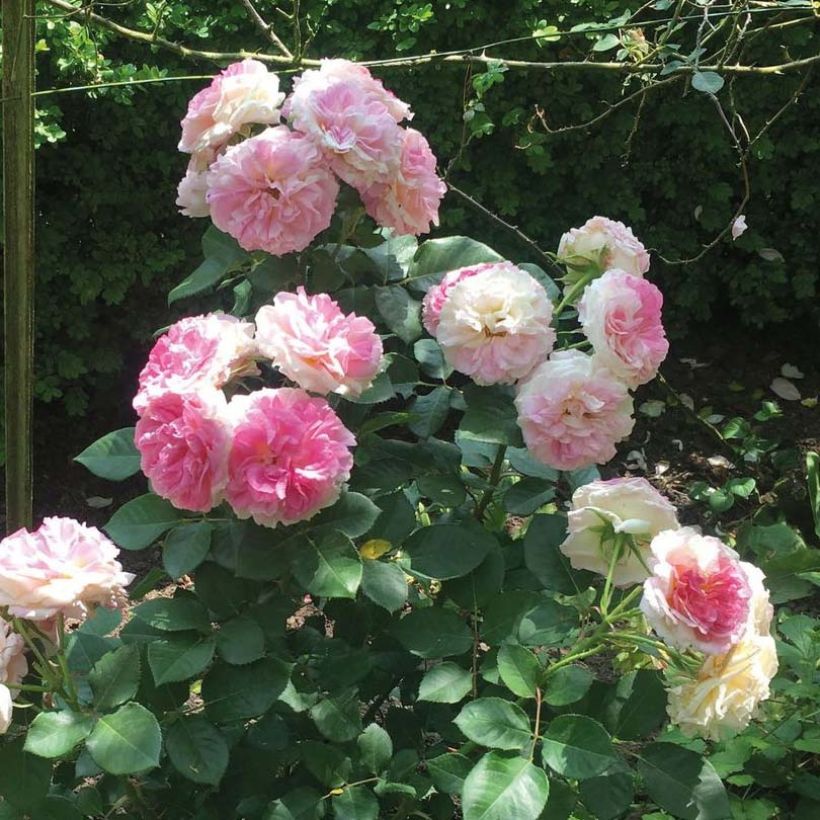 Rosa Agnès B - Edelrose (Flowering)
