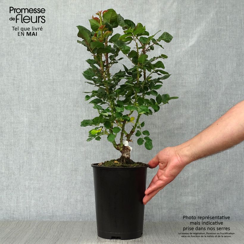 Example of Rosa Agnès B - Edelrose Topf mit 4L/5L as you get in printemps