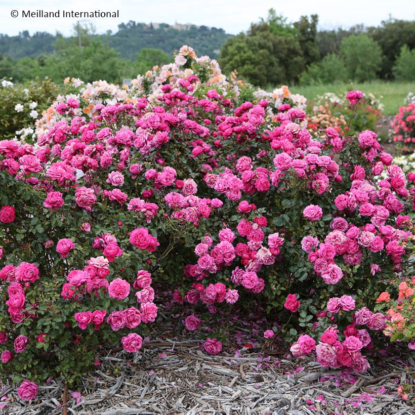 Rosa Alexandre Astier - Edelrose (Wuchs)