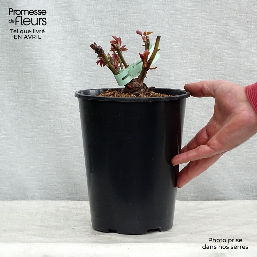 Exemplar von Rosa Anastasia - Edelrose Topf mit 4L/5L wie im Frühjahr geliefert