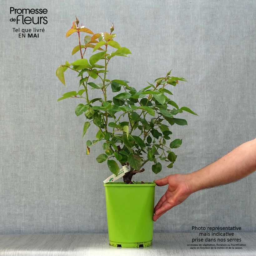 Example of Rosa André Eve - Edelrose Topf mit 4L/5L as you get in printemps