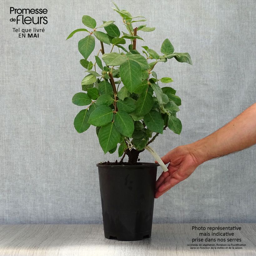 Exemplar von Rosa Baie des Anges - Edelrose Topf mit 4L/5L wie im Frühjahr geliefert