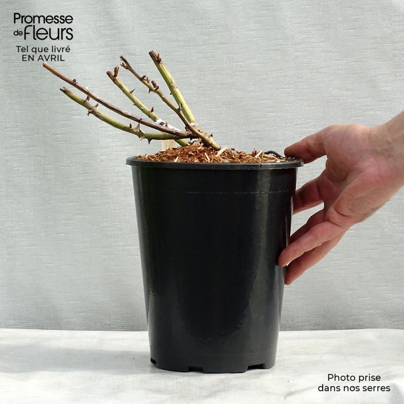 Example of Rosa Belle du Seigneur - Edelrose Topf mit 4L/5L as you get in printemps