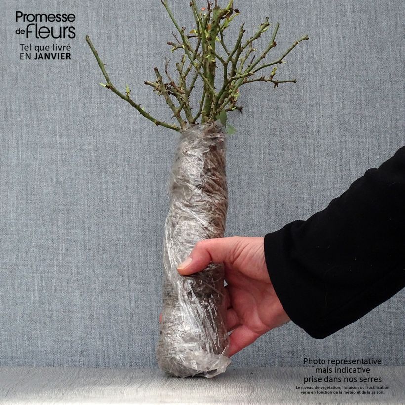 Example of Rosa Belles Rives - Edelrose Wurzelnackt in Beutel as you get in hiver