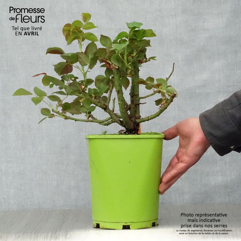 Example of Rosa Belles Rives - Edelrose Topf mit 4L/5L as you get in printemps