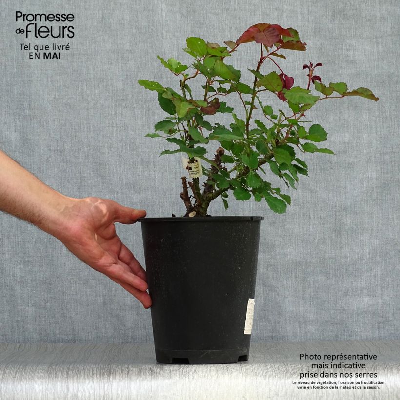 Example of Rosa Berthe Morisot - Edelrose Topf mit 3L/4L as you get in printemps