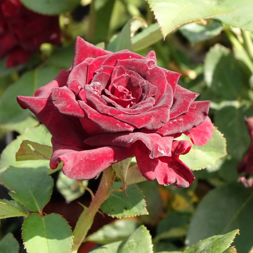 Rosa Black Baccara - Edelrose (Blüte)