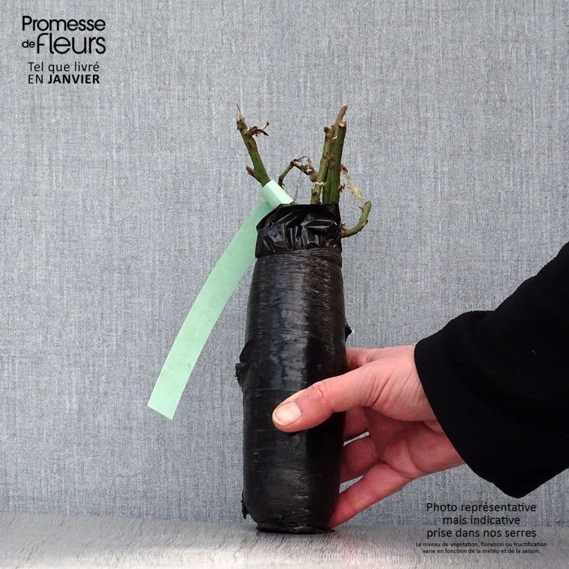 Example of Rosa Blue River - Edelrose Wurzelnackt in Beutel as you get in hiver