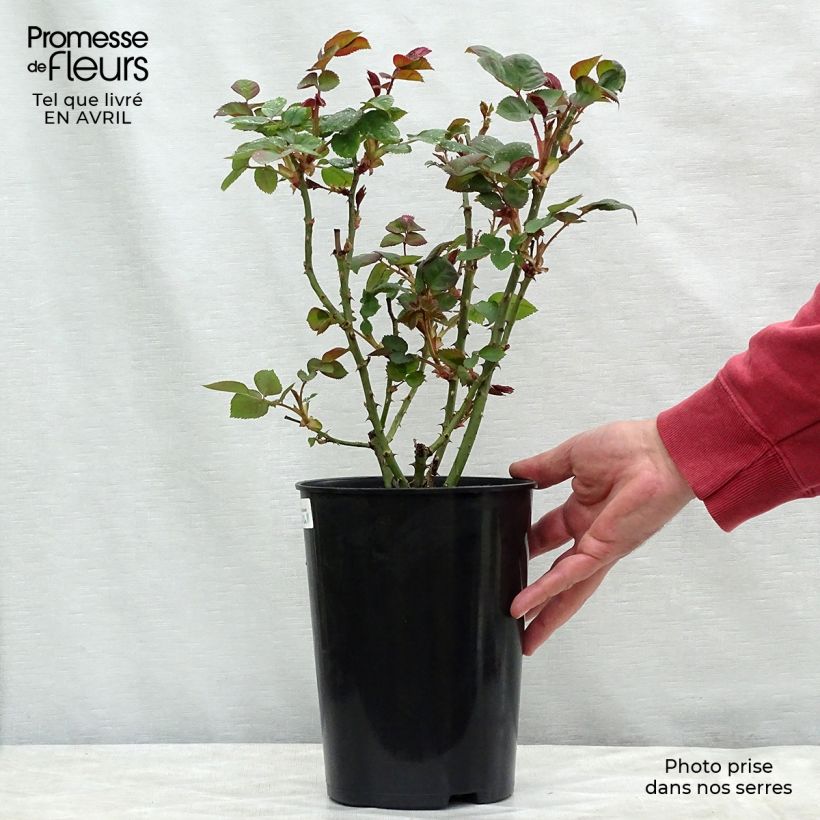Example of Rosa Borneo Odore - Edelrose Topf mit 4L/5L as you get in printemps