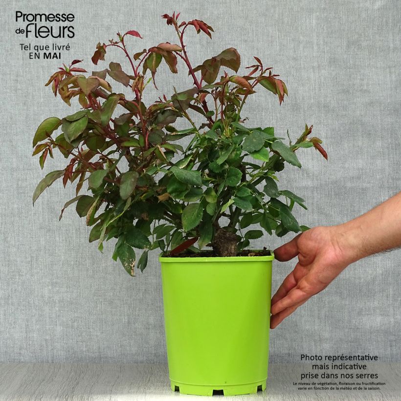 Example of Rosa Catherine Deneuve - Edelrose Topf mit 4L/5L as you get in printemps