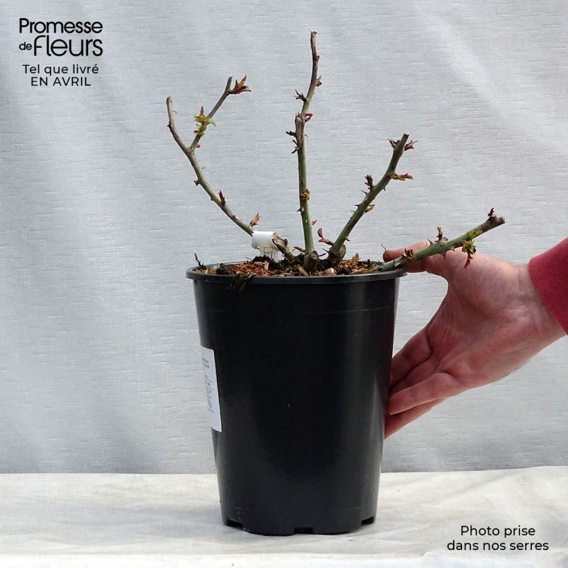 Example of Rosa Claude Monet - Edelrose Topf mit 3L/4L as you get in printemps