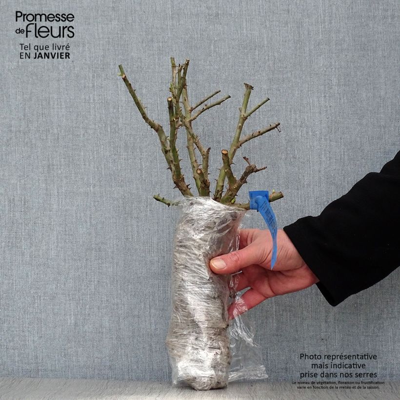 Example of Rosa Crazy Fashion - Edelrose Wurzelnackt in Beutel as you get in hiver