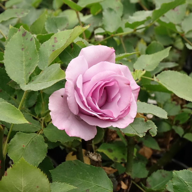 Rosa Dioressence - Edelrose (Blüte)