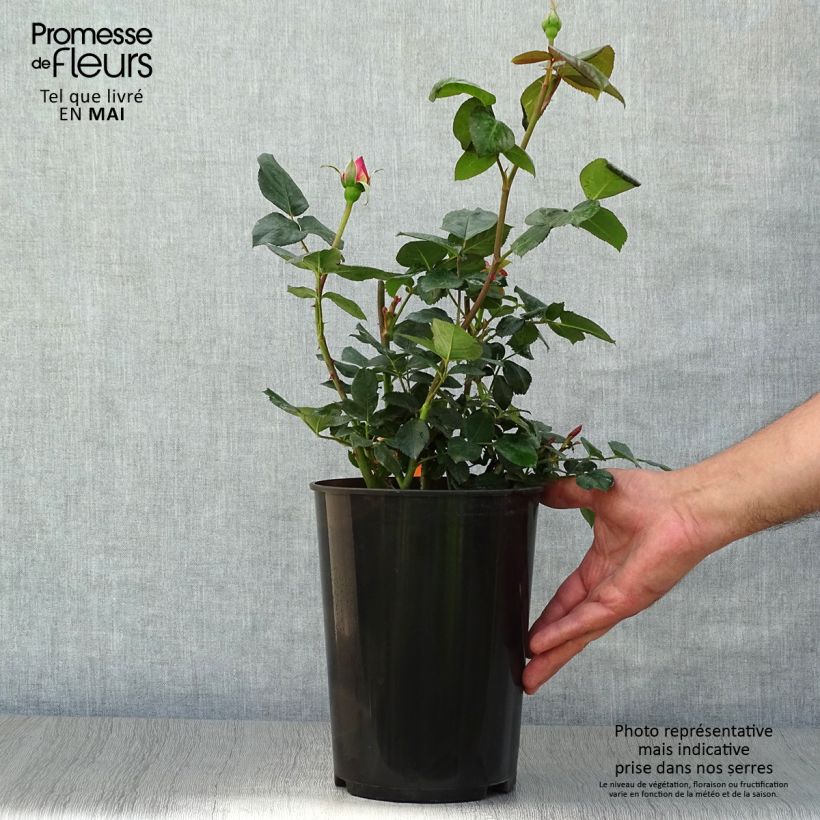 Exemplar von Rosa Elle - Edelrose Topf mit 4L/5L wie im Frühjahr geliefert