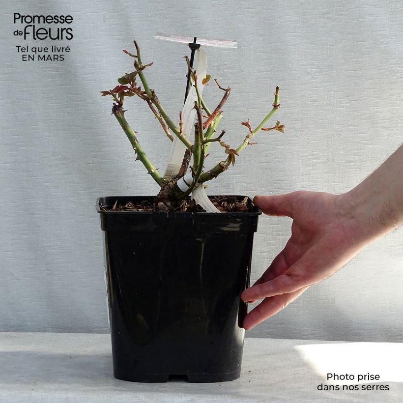 Exemplar von Rosa Gilles de Brissac - Edelrose Topf mit 4L/5L wie im Frühjahr geliefert