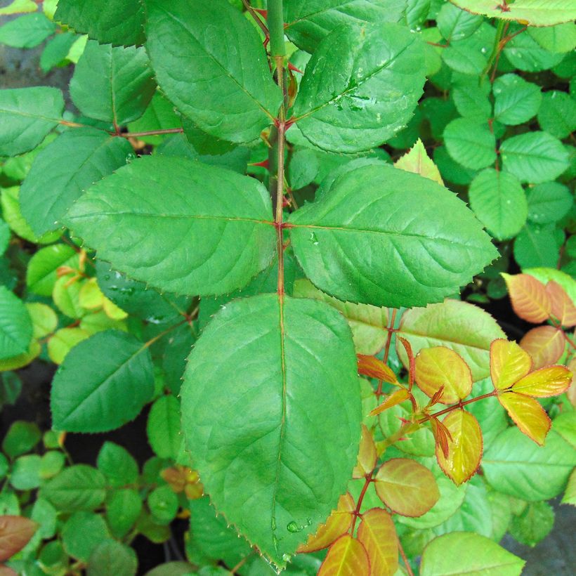 Rosa Grande Amore - Edelrose (Foliage)