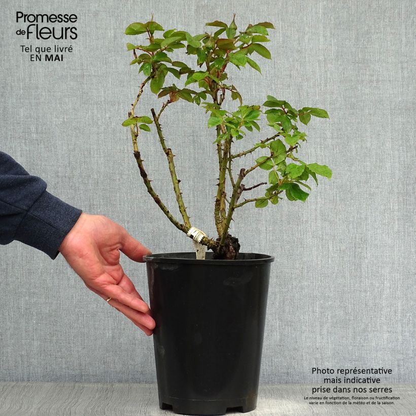 Example of Rosa Henri Matisse - Edelrose Topf mit 3L/4L as you get in printemps