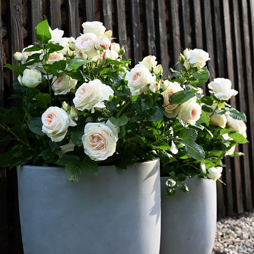 Rosa Holiday Island Key Largo - Edelrose (Wuchs)