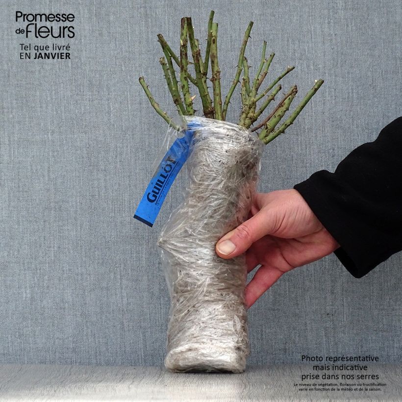 Exemplar von Rosa Kazatchok - Edelrose Wurzelnackt in Beutel wie im Winter geliefert