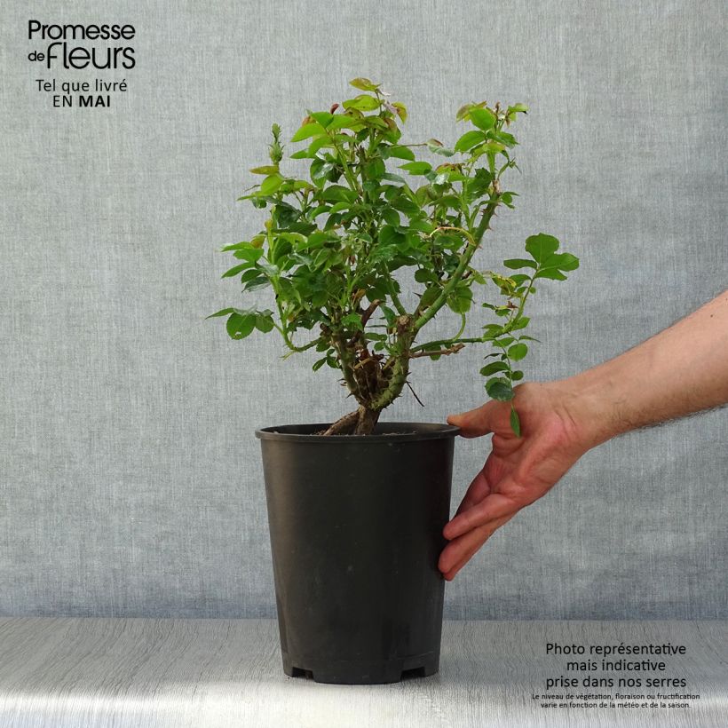 Exemplar von Rosa Ketchup & Mustard - Edelrose Topf mit 4L/5L wie im Frühjahr geliefert