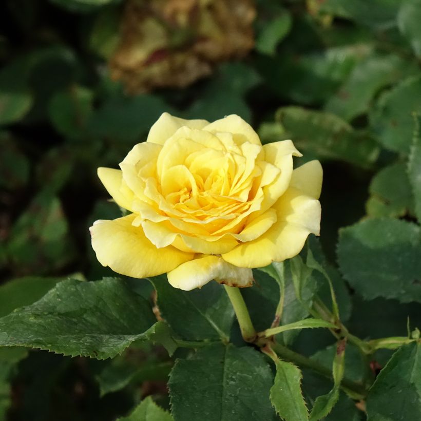 Rosa Les Années Folles La Rotonde - Edelrose (Blüte)
