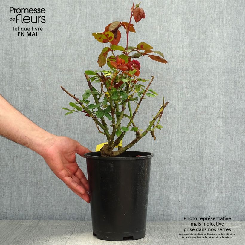 Example of Rosa Les Années Folles Mistinguett - Edelrose Topf mit 4L/5L as you get in printemps