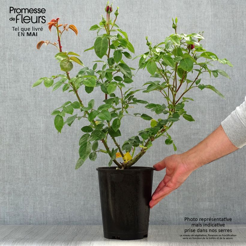 Example of Rosa Les Années Folles Trocadéro - Edelrose Topf mit 4L/5L as you get in printemps