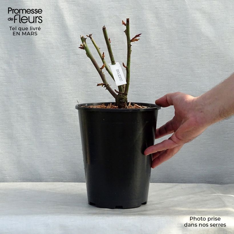 Exemplar von Rosa Louis de Funes - Edelrose Topf mit 4L/5L wie im Frühjahr geliefert