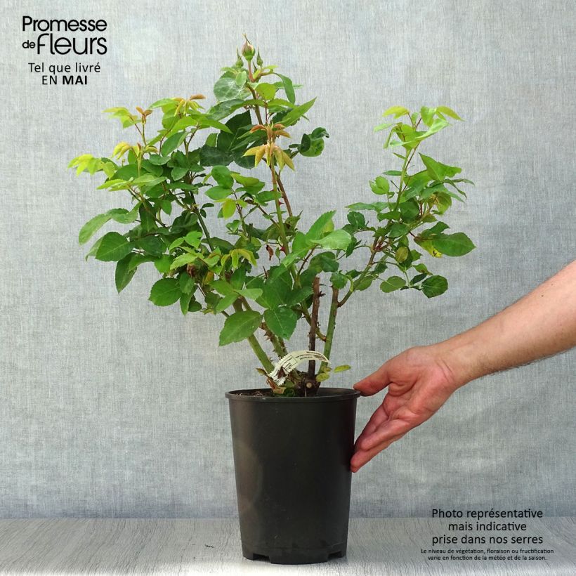 Example of Rosa Marc Chagall - Edelrose Topf mit 3L/4L as you get in printemps