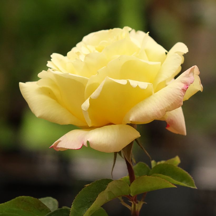 Rosa Mme A. Meilland - Edelrose (Blüte)