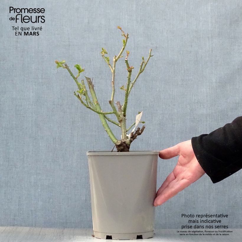 Exemplar von Rosa New Imagine - Edelrose Topf mit 4L/5L wie im Frühjahr geliefert